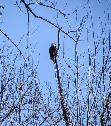 Bald Eagle