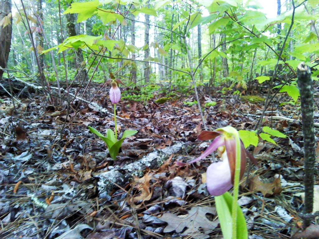 Lady Slipper