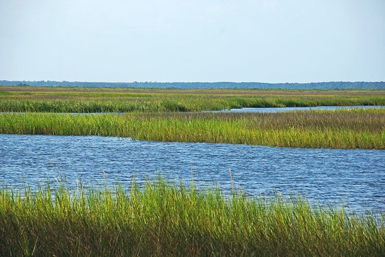 Freshwater Sloughs