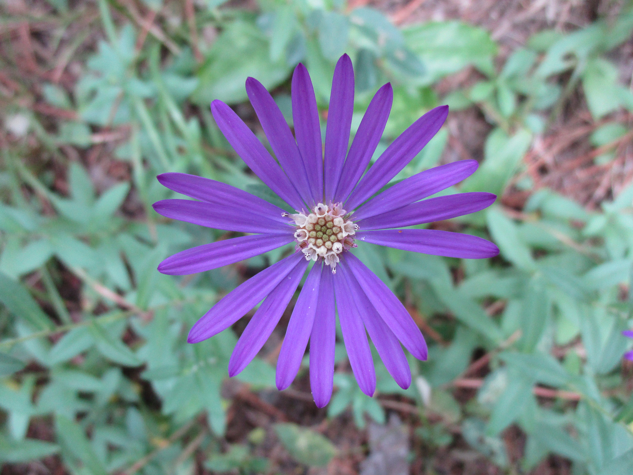 Georgia Aster