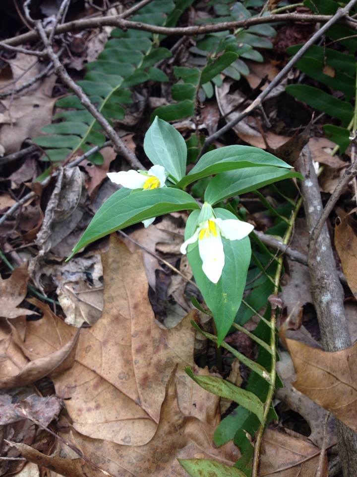 Persistent Trillium